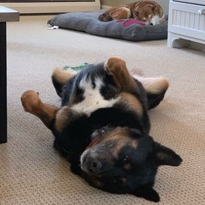 Meet your Posher, Ryan